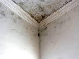 Best Mold Prevention Services in USA